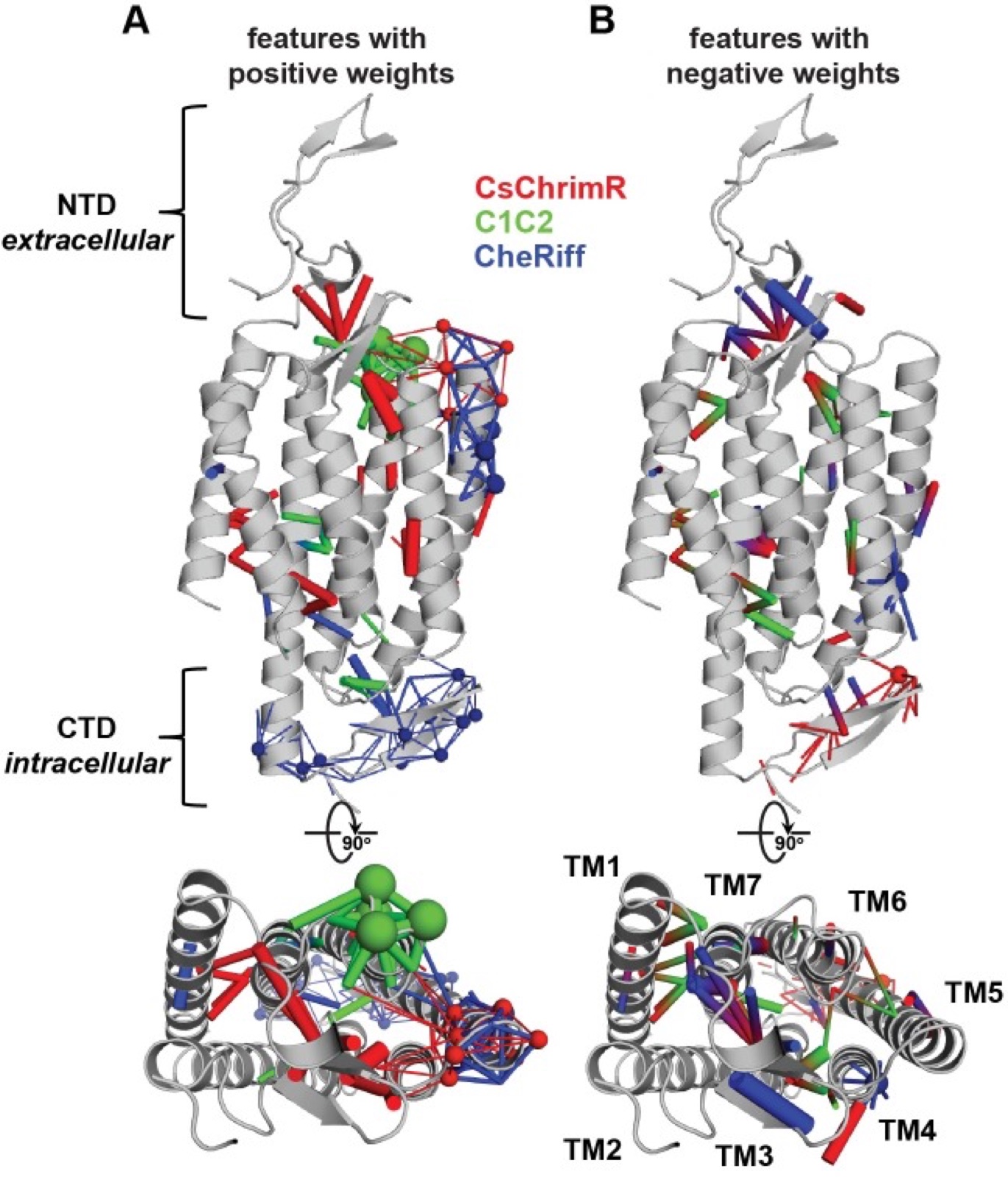 Crystal structure of a channelrhodopsin with colored spheres and sticks marking residues and contacts linked to membrane localization.