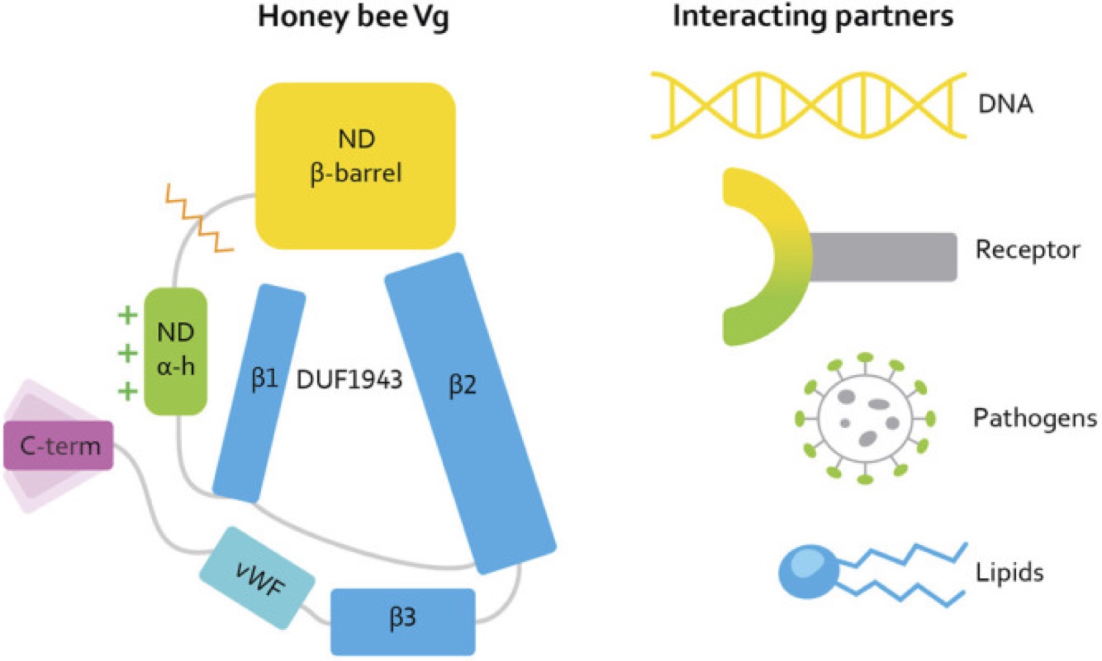 Illustration of honey bee vitellogenin's domains, including N-terminal, lipid binding site, vWF, and C-terminal regions.